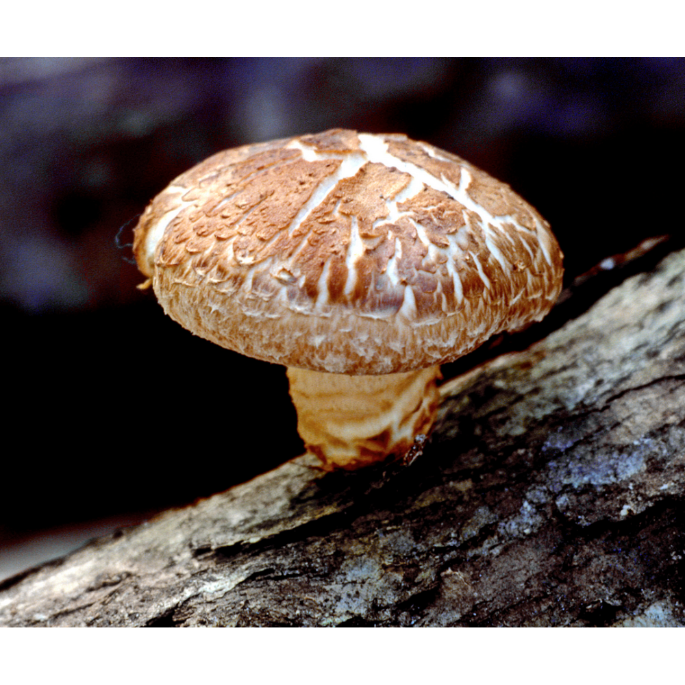 Champignons Shiitake : 56 gélules