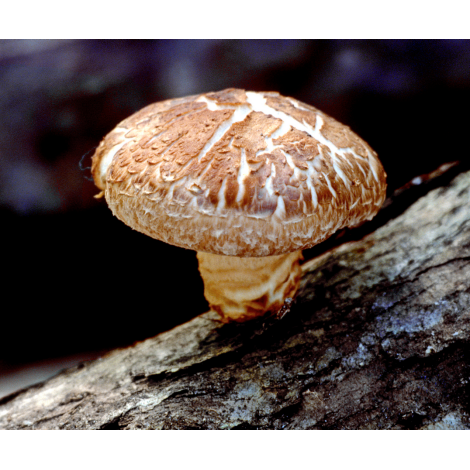 Champignons Shiitake : 56 gélules